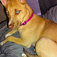 Lucky joined the competition — help win amazing prizes! dog, canine, pet, brown_fur, blue_eye, heterochromia, collar, bed, blanket, indoor, resting, paw, tail, fur, animal, mammal, cute, alert, closeup, domestic_animal