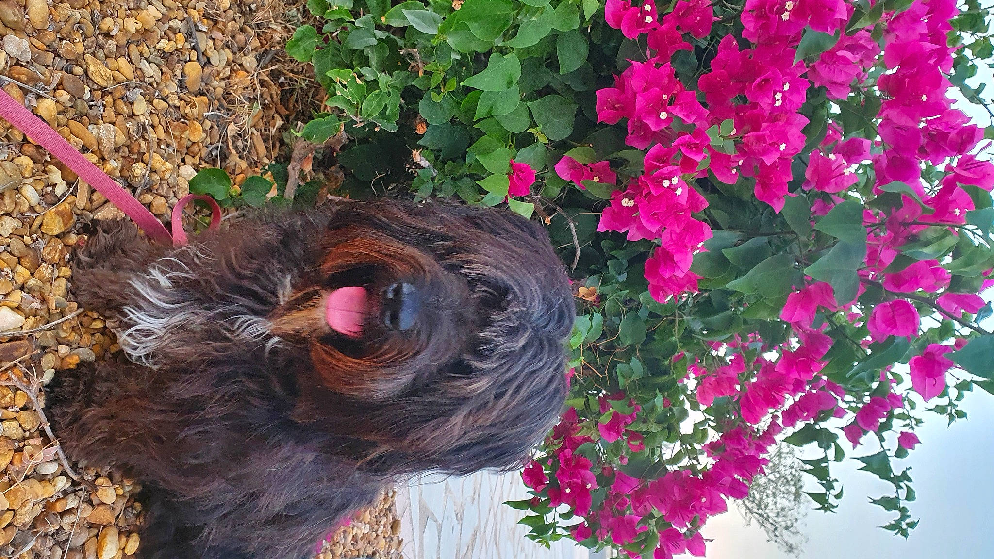 Riley participe au concours pour gagner de l'argent avec cette photo : annual_plant, bird, botany, dog, flower, flowering_plant, galliformes, grass, groundcover, leaf, liver, magenta, petal, phasianidae, pink, plant, shrub, tree, wood, working_animal