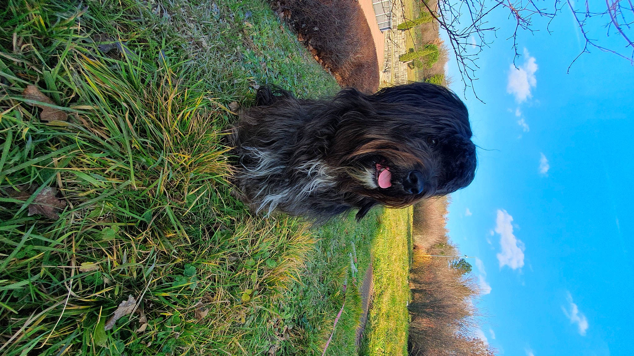 Riley a rejoint le concours — aidez-le/la à gagner de superbes lots ! canidae, carnivore, cloud, companion_dog, dog, dog_breed, grass, herding_dog, liver, plant, sky, small_terrier, sporting_group, tail, terrier, toy_dog, tree, water, water_dog, working_animal