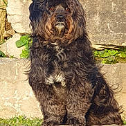 Riley a rejoint le concours — aidez-le/la à gagner de superbes lots ! dog, curly_fur, outdoor, stone, steps, greenery, sunlight, pet, animal, portrait, fur, sitting, nature, brown, black, white_spot, canine, cute, fluffy, calm