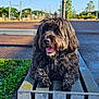 Riley a rejoint le concours — aidez-le/la à gagner de superbes lots ! dog, black_fur, curly_fur, bench, park, outdoor, sunny, grass, concrete, happy, tongue_out, pet, animal, nature, daylight, blue_sky, greenery, leisure, canine, resting