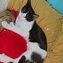 arm, black_and_white, blue_pillow, cat, close_up, comfort, cozy, domestic_animal, feline, indoor, nap, pet, red_blanket, relaxation, resting, sleeping, soft_lighting, sparkles, tattoo, yellow_pillow