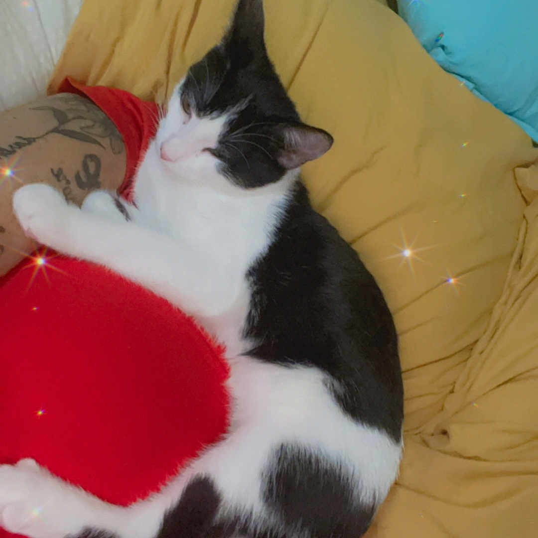 Lily joined the competition — help win amazing prizes! arm, black_and_white, blue_pillow, cat, close_up, comfort, cozy, domestic_animal, feline, indoor, nap, pet, red_blanket, relaxation, resting, sleeping, soft_lighting, sparkles, tattoo, yellow_pillow