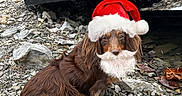 Wini is registered to the contest to win money with this photo: animal, beard, brown_dog, camping_chair, canine, christmas, costume, cute, dog, festive, fur, holiday, looking_up, nature, outdoor, pet, rocky_ground, santa_hat, sitting, wearing_hat