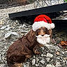 animal, beard, brown_dog, camping_chair, canine, christmas, costume, cute, dog, festive, fur, holiday, looking_up, nature, outdoor, pet, rocky_ground, santa_hat, sitting, wearing_hat