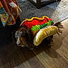 Wini joined the competition — help win amazing prizes! animal, blanket, brown_dog, canine, colorful, costume, curious, decor, dog, flooring, furniture, hot_dog, indoor, indoors, looking_up, pet, rug, small_dog, table, wooden_floor