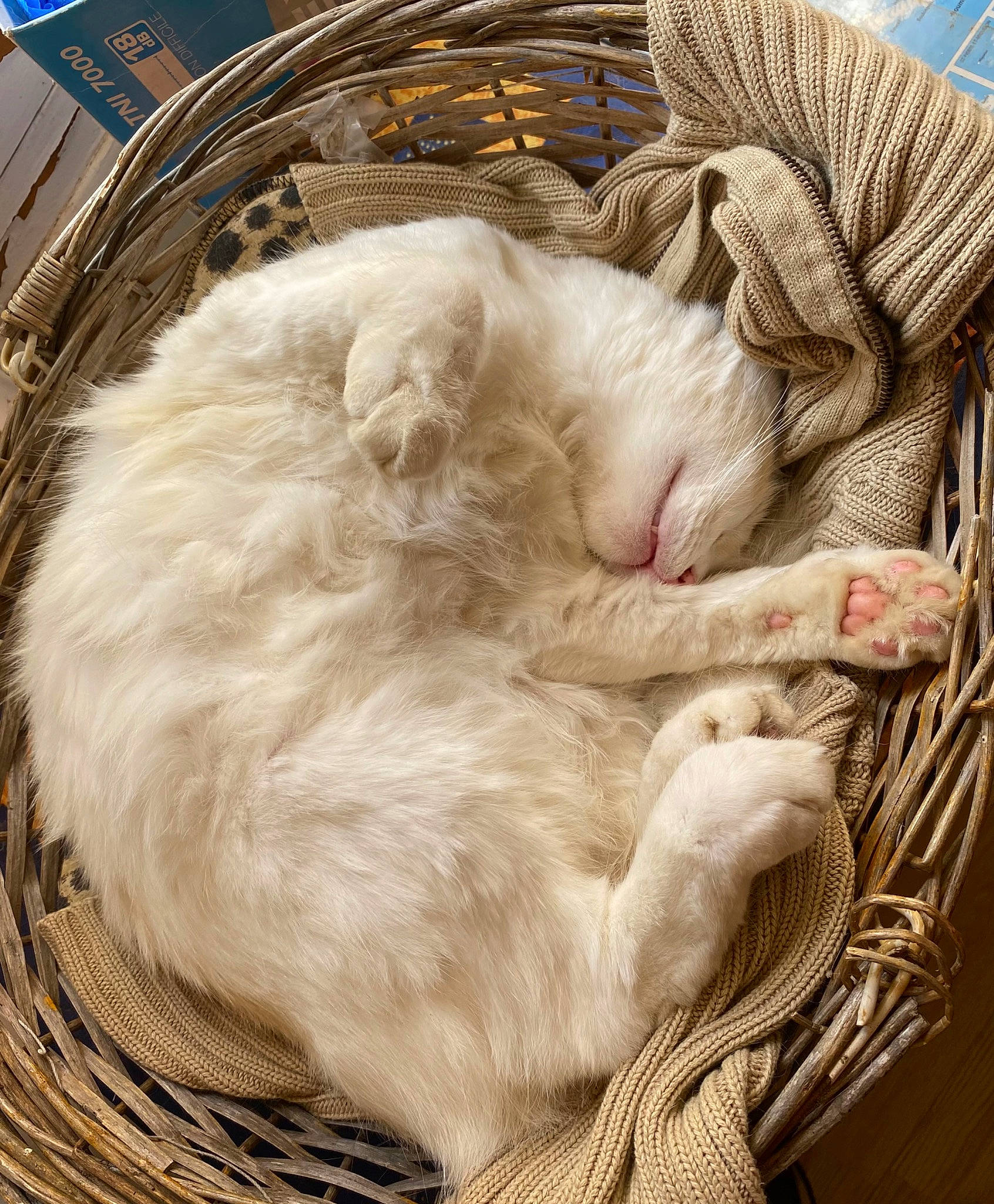 Blanco a rejoint le concours — aidez-le/la à gagner de superbes lots ! carnivore, cat, claw, comfort, fawn, felidae, fur, nap, paw, sleep, small_to_medium_sized_cats, tail, whiskers
