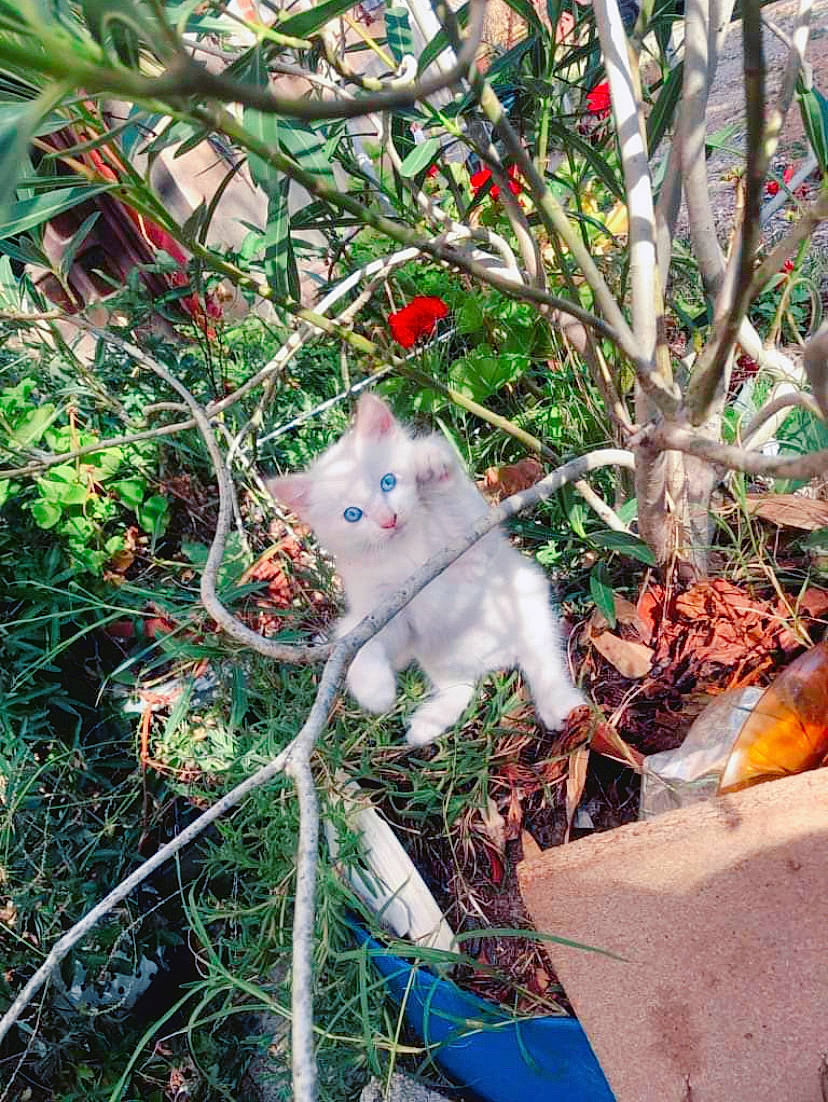 Blanco a rejoint le concours — aidez-le/la à gagner de superbes lots ! botany, branch, carnivore, cat, eye, fawn, felidae, flower, grass, leaf, line, plant, small_to_medium_sized_cats, snout, tail, tree, twig, whiskers, wood, woody_plant