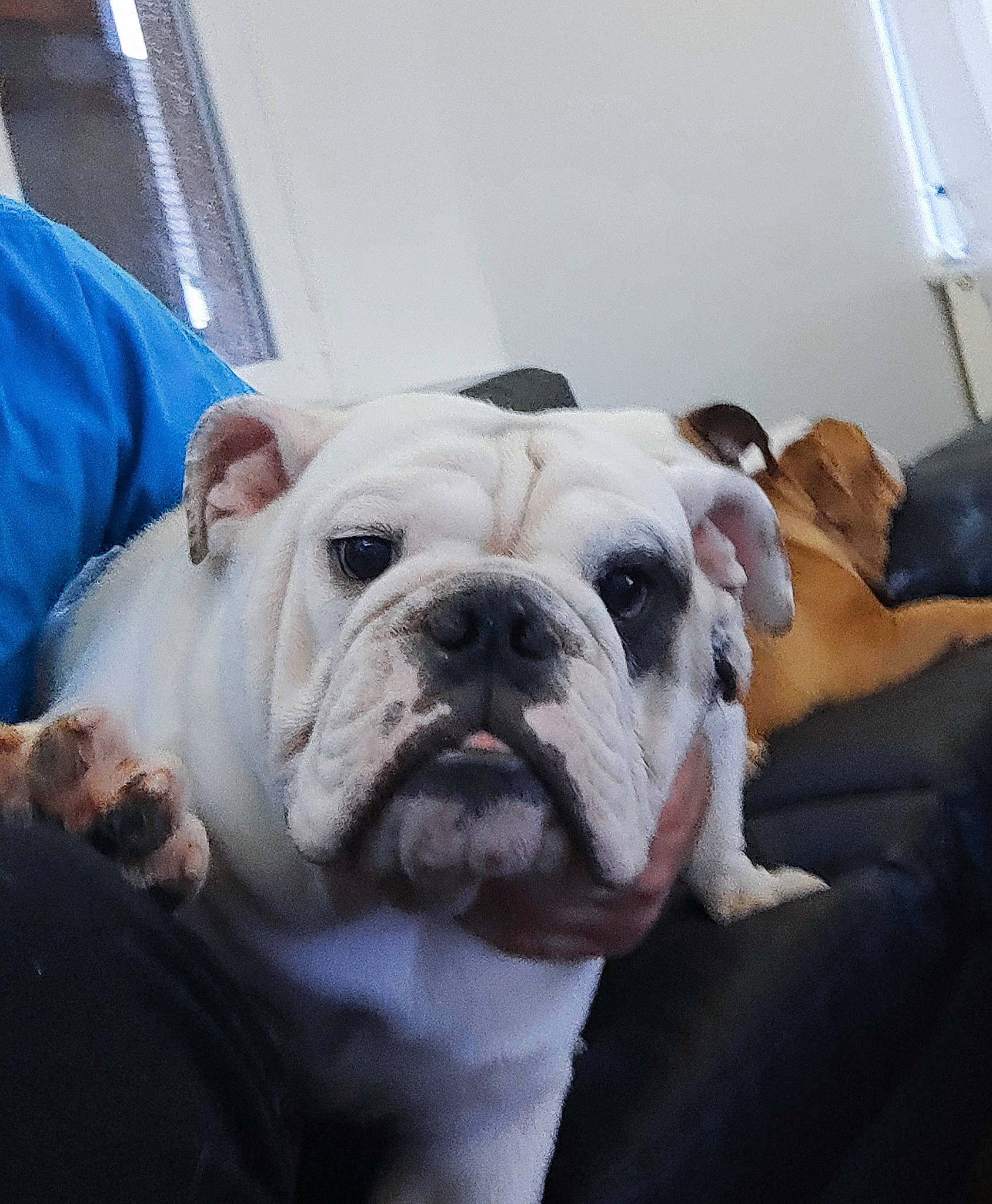 Ethan a rejoint le concours — aidez-le/la à gagner de superbes lots ! bulldog, canidae, carnivore, comfort, companion_dog, dog, dog_breed, fawn, natural_material, non_sporting_group, old_english_bulldog, snout, sporting_group, working_animal, wrinkle