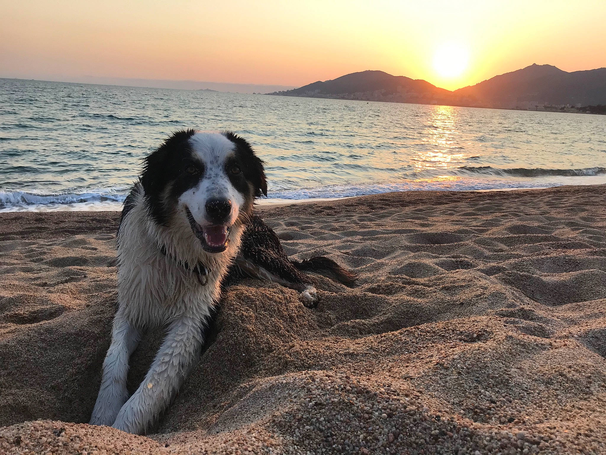 Roccu participe au concours pour gagner de l'argent avec cette photo : beach, body_of_water, border_collie, carnivore, dog, dog_breed, evening, herding_dog, horizon, lake, light, mountain, sand, shore, sky, sunrise, sunset, water, wave, wind_wave