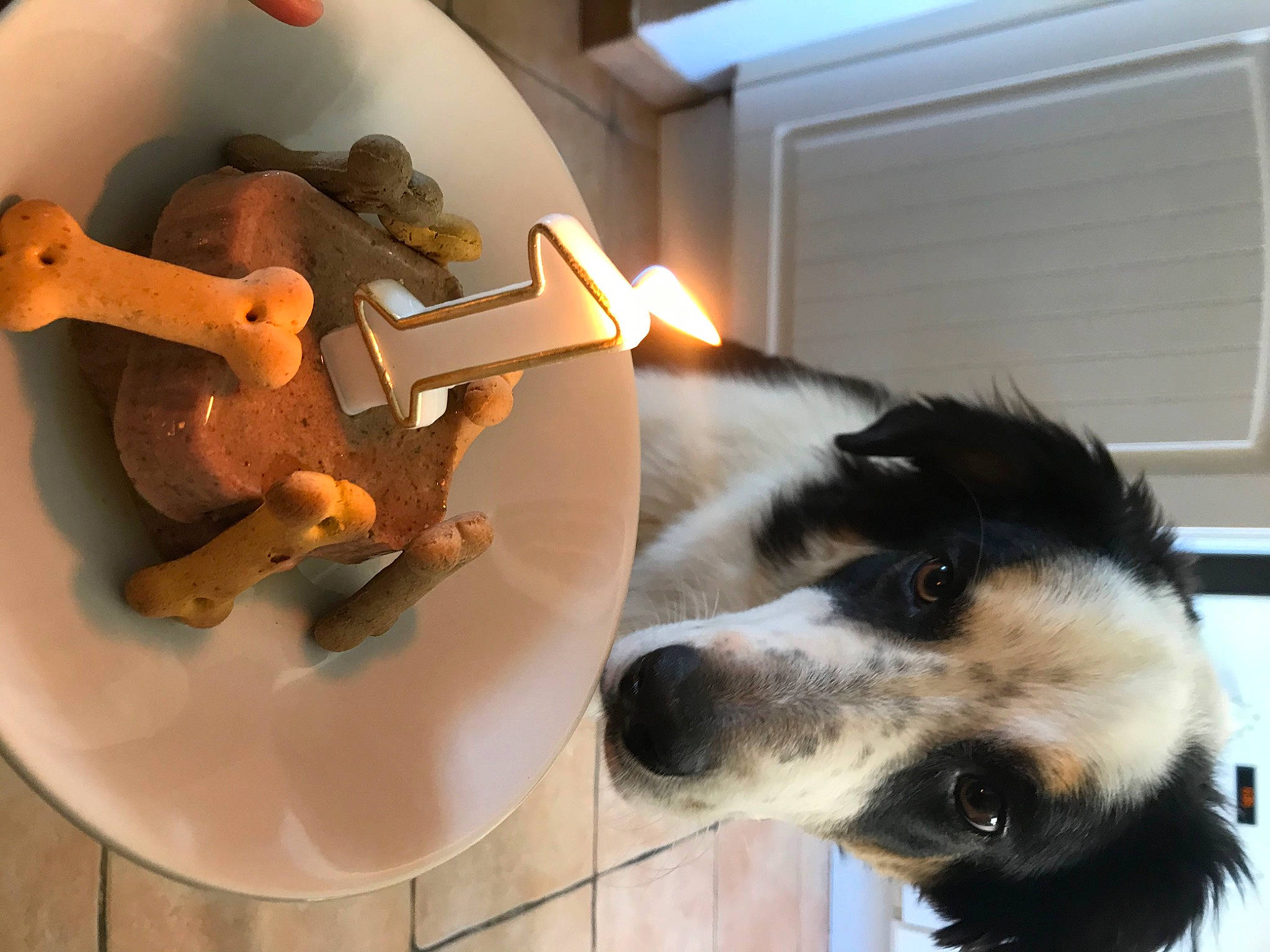 Roccu participe au concours pour gagner de l'argent avec cette photo : canidae, carnivore, circle, collar, companion_dog, dog, dog_breed, door, felidae, flooring, fur, metal, room, small_to_medium_sized_cats, sporting_group, table, whiskers, wood, working_animal, working_dog