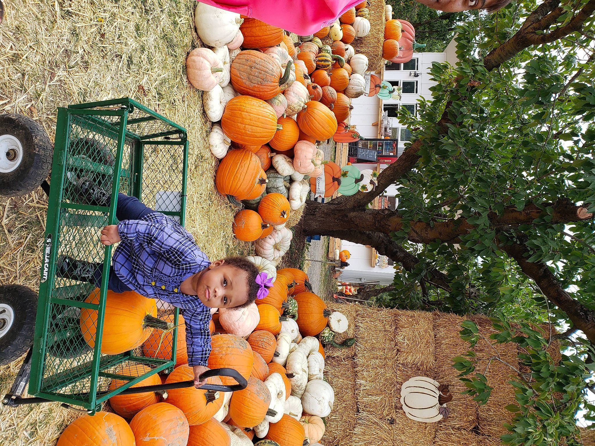 Phoenix joined the competition — help win amazing prizes! calabaza, citrus, cucurbita, food, fruit, gourd, landscape, local_food, natural_foods, orange, person, plant, produce, pumpkin, squash, tree, vegetable, whole_food, winter_squash, wood