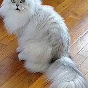 Opium participe au concours pour gagner de l'argent avec cette photo : adorable, animal, cat, closeup, ears, fluffy, fur, green_eyes, home, indoors, long_hair, persian_cat, pet, portrait, sitting, surprised, tail, whiskers, white_cat, wooden_floor