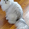 cat, white_cat, fluffy, long_hair, persian_cat, green_eyes, sitting, indoors, wooden_floor, fur, tail, whiskers, ears, pet, animal, portrait, closeup, surprised, adorable, home