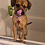 Hazel joined the competition — help win amazing prizes! animal, bathroom, bathtub, canine, cleaning_product, container, dog, ears, fur, indoor, licking, pet, pink_collar, playful, shampoo, shelf, snout, tail, tongue, wall