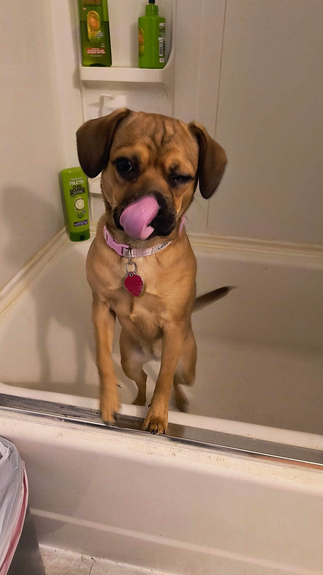 Hazel