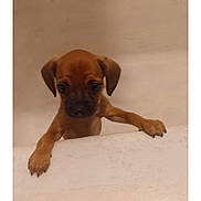 Hazel joined the competition — help win amazing prizes! animal, bathtub, brown, claws, curious, cute, dog, ears, face, front_paws, fur, indoor, looking, pet, puppy, small, snout, standing, waiting, young