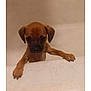 animal, bathtub, brown, claws, curious, cute, dog, ears, face, front_paws, fur, indoor, looking, pet, puppy, small, snout, standing, waiting, young