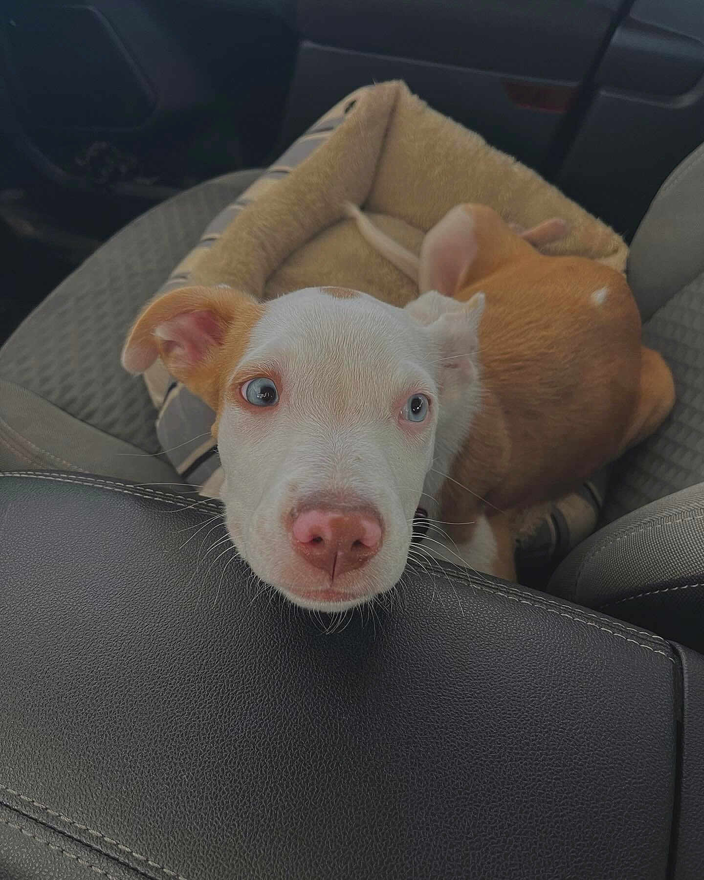 Ziggy