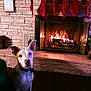 Ziggy is registered to the contest to win money with this photo: attentive, brick_wall, christmas, collar, cozy, cute, decorations, dog, festive, fire, fireplace, glow, holiday, home, indoor, pet, sitting, stockings, warm, wood_floor