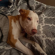 Ziggy joined the competition — help win amazing prizes! animal, bed, blanket, brown_and_white, canine, collar, comfort, cozy, cute, dog, fur, indoor, laying, pet, portrait, quilt, relaxed, resting, sleepy, warm