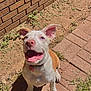 blue_eyes, brick_path, brick_wall, canine, collar, dog, ears_up, grass, happy, nature, outdoor, pet, pink_nose, playful, puppy, shadow, smiling, sunlight, tongue_out, young_dog
