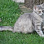 alert, animal, cat, cute, ears, feline, fluffy, grass, gray_cat, greenery, nature, outdoor, pet, side_view, sitting, tabby, tree_trunk, whiskers, wooden_deck, young_cat