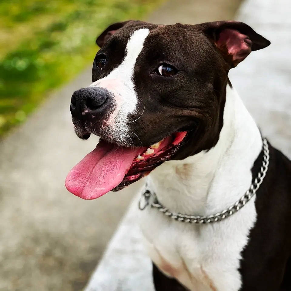 Arya participe au concours pour gagner de l'argent avec cette photo : canidae, carnivore, collar, companion_dog, dog, dog_breed, dog_collar, dog_supply, fashion_accessory, fawn, fur, grass, leash, metal, pet_supply, snout, sporting_group, whiskers, working_animal, working_dog