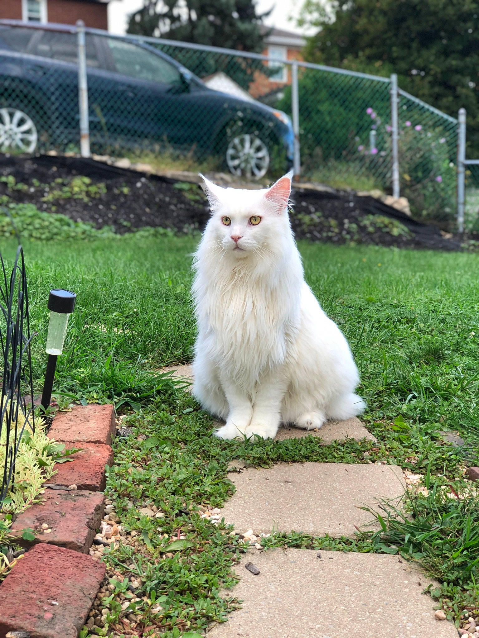 Klondike joined the competition — help win amazing prizes! aegean_cat, carnivore, cat, domestic_long_haired_cat, felidae, fur, grass, lawn, maine_coon, mammal, norwegian_forest_cat, persian, plant, ragdoll, small_to_medium_sized_cats, tail, turkish_angora, turkish_van, whiskers
