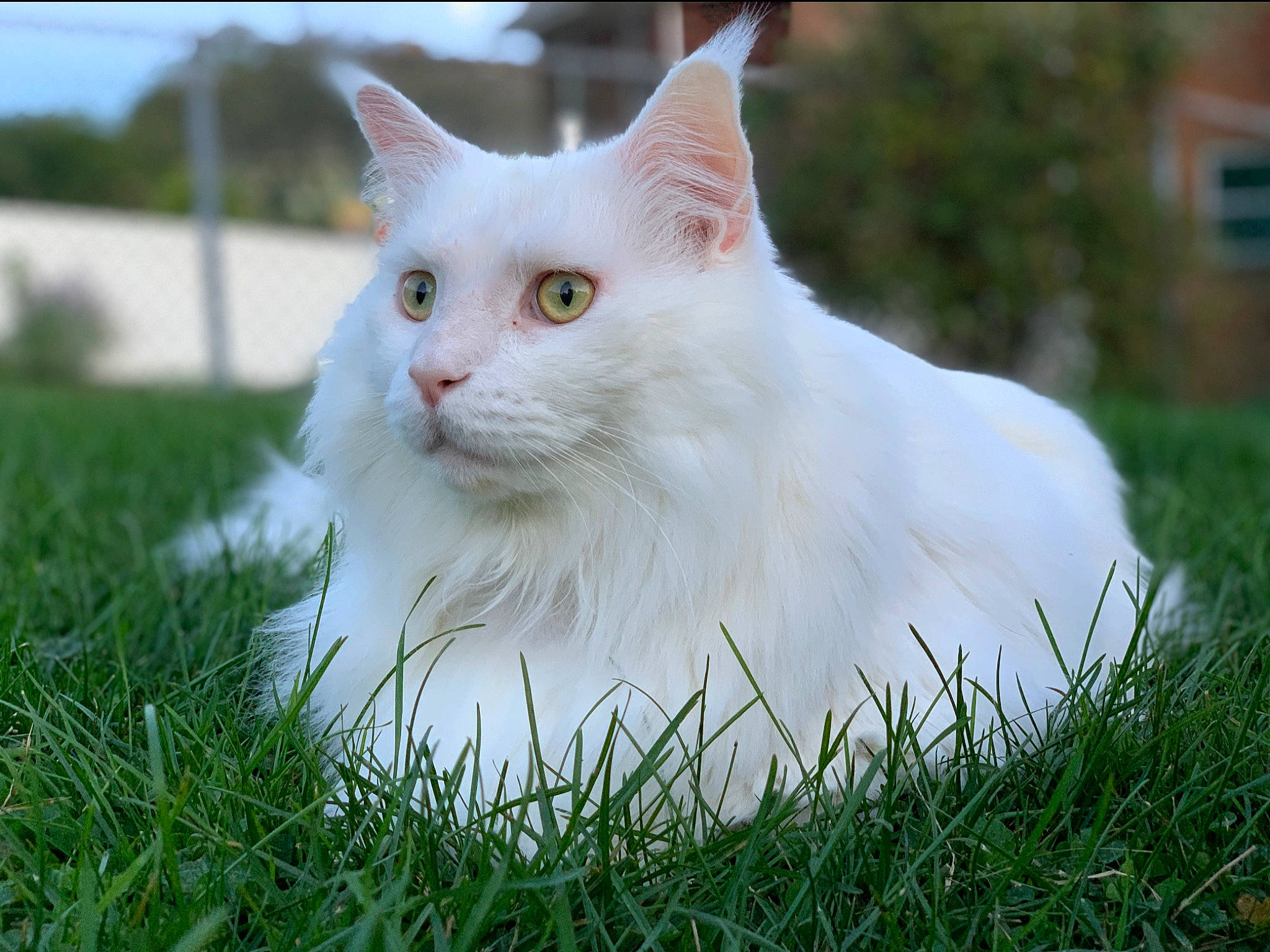 Klondike joined the competition — help win amazing prizes! asian_semi_longhair, british_semi_longhair, carnivore, cat, domestic_long_haired_cat, eye, felidae, fur, grass, maine_coon, mammal, norwegian_forest_cat, plant, ragamuffin, ragdoll, small_to_medium_sized_cats, turkish_angora, turkish_van, vertebrate, whiskers