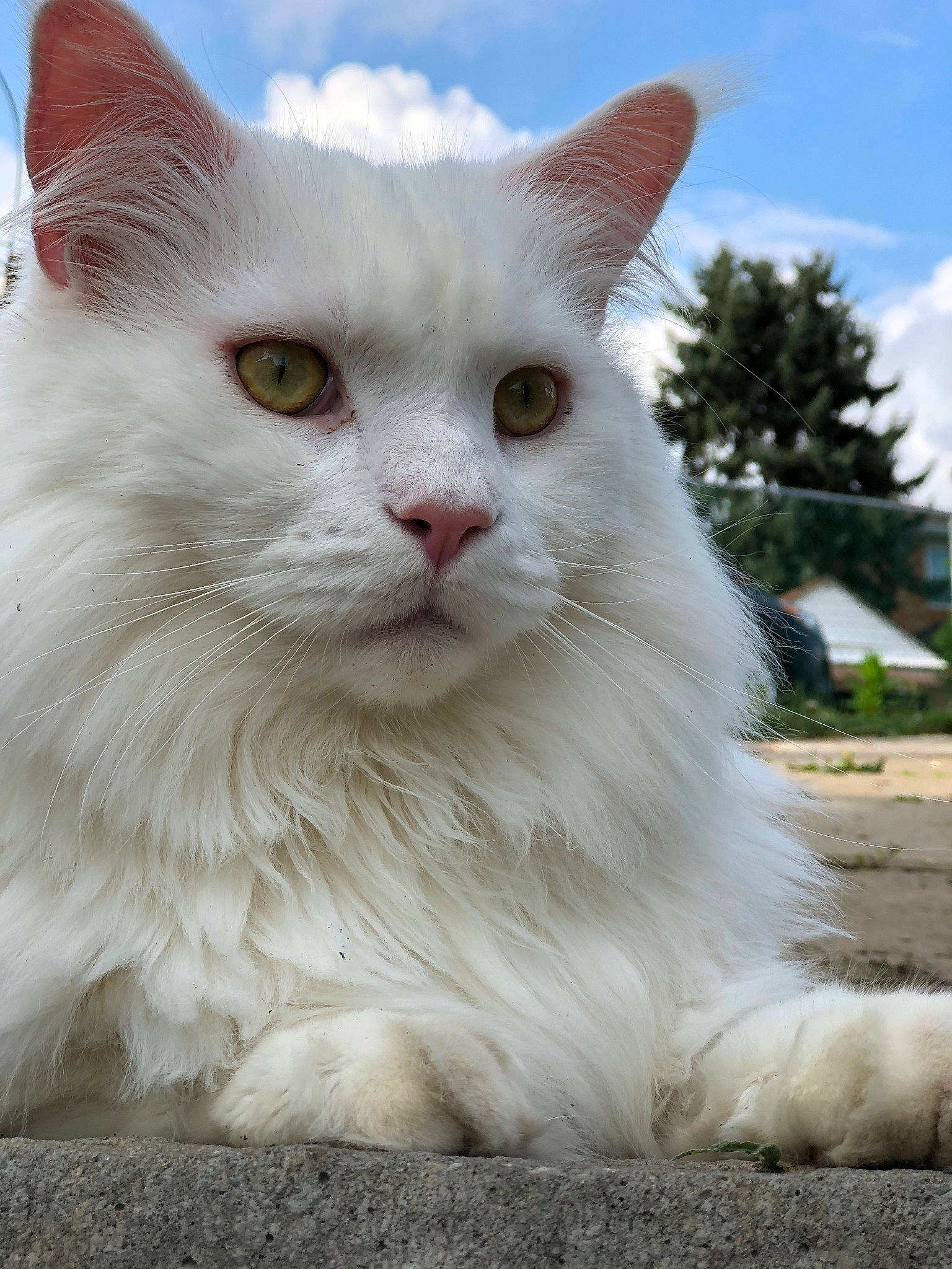 Klondike joined the competition — help win amazing prizes! aegean_cat, asian_semi_longhair, british_longhair, british_semi_longhair, carnivore, cat, domestic_long_haired_cat, eye, felidae, maine_coon, mammal, norwegian_forest_cat, persian, ragamuffin, ragdoll, small_to_medium_sized_cats, turkish_angora, turkish_van, vertebrate, whiskers