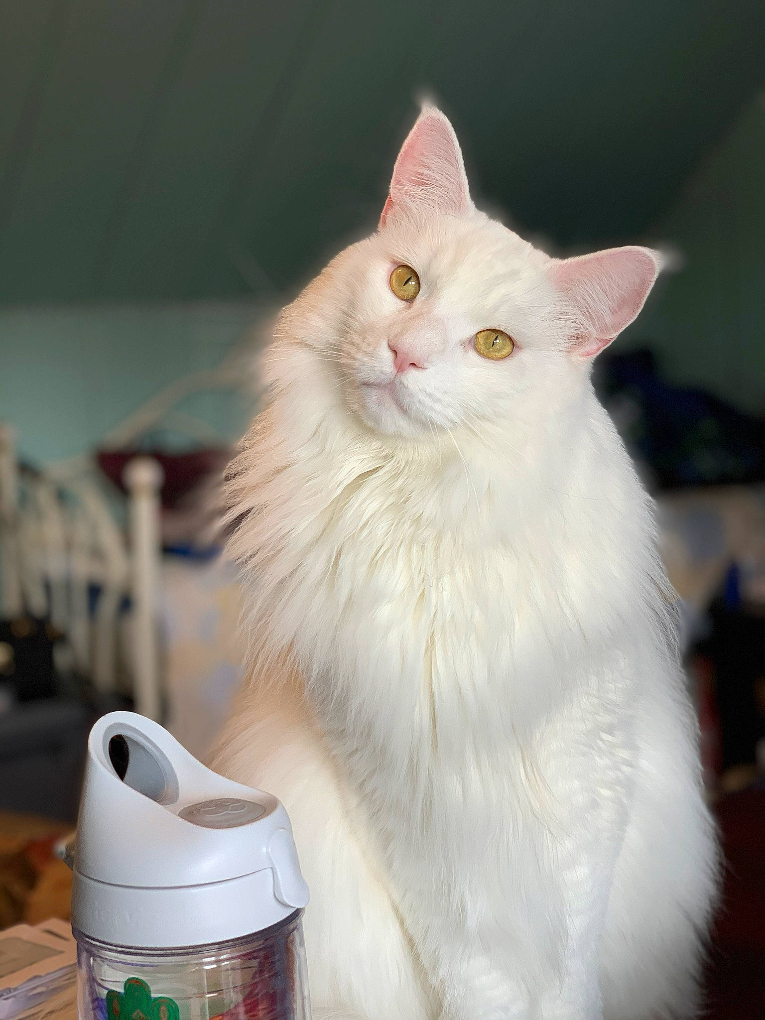 Frankie is registered to the contest to win money with this photo: asian_semi_longhair, burmilla, carnivore, cat, domestic_long_haired_cat, felidae, mammal, norwegian_forest_cat, persian, ragamuffin, small_to_medium_sized_cats, turkish_angora, turkish_van, whiskers