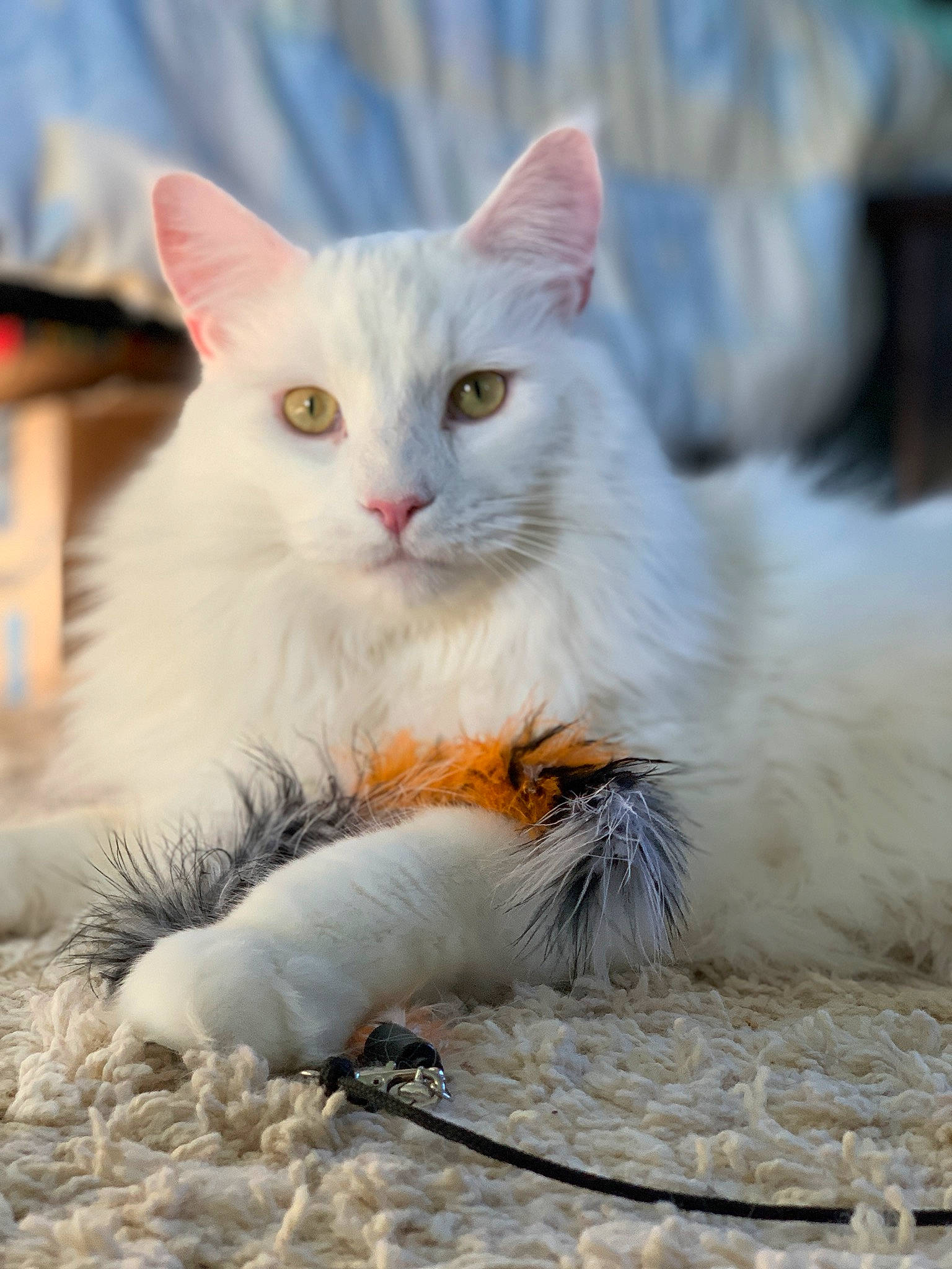 Frankie is registered to the contest to win money with this photo: aegean_cat, asian_semi_longhair, british_semi_longhair, carnivore, cat, domestic_long_haired_cat, eye, felidae, kitten, maine_coon, mammal, norwegian_forest_cat, ragamuffin, ragdoll, small_to_medium_sized_cats, turkish_angora, turkish_van, vertebrate, whiskers