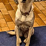 alert, animal, blue_mat, brown_eyes, collar, companion, cream_fur, cute, dog, floor, floppy_ears, front_view, golden_dog, indoors, long_legs, pet, photography, portrait, sitting, tile_floor