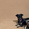 animal, beige_couch, black_dog, can, casual, collar, couch, dog, domestic, floor, household_items, indoor, looking_at_camera, pet, pink_collar, relaxed, resting, shoes, small_dog, textured_fabric