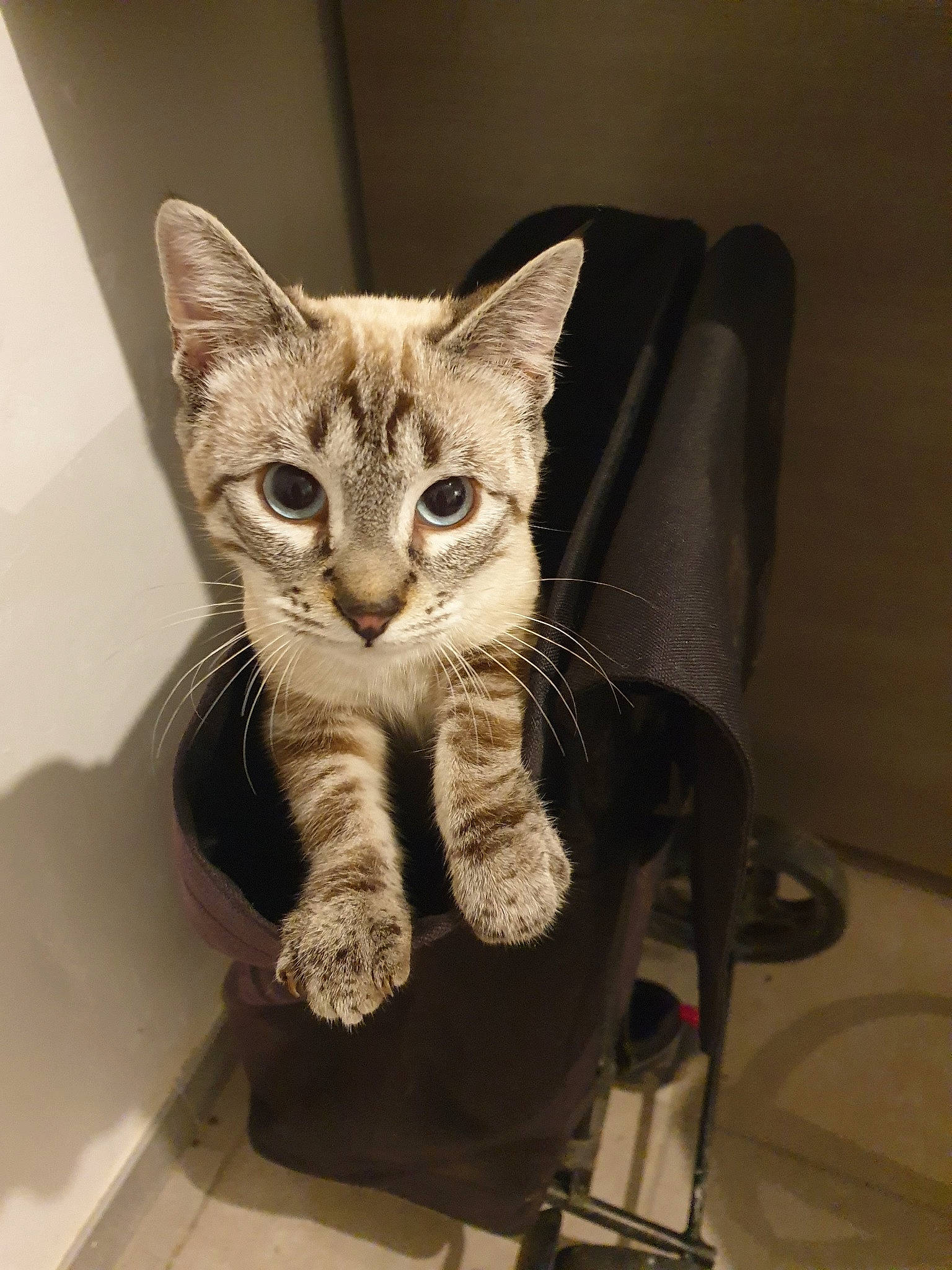 Winston participe au concours pour gagner de l'argent avec cette photo : american_shorthair, asian, australian_mist, california_spangled, carnivore, cat, domestic_short_haired_cat, dragon_li, egyptian_mau, european_shorthair, fawn, felidae, kitten, mammal, ocicat, ojos_azules, small_to_medium_sized_cats, tabby_cat, whiskers