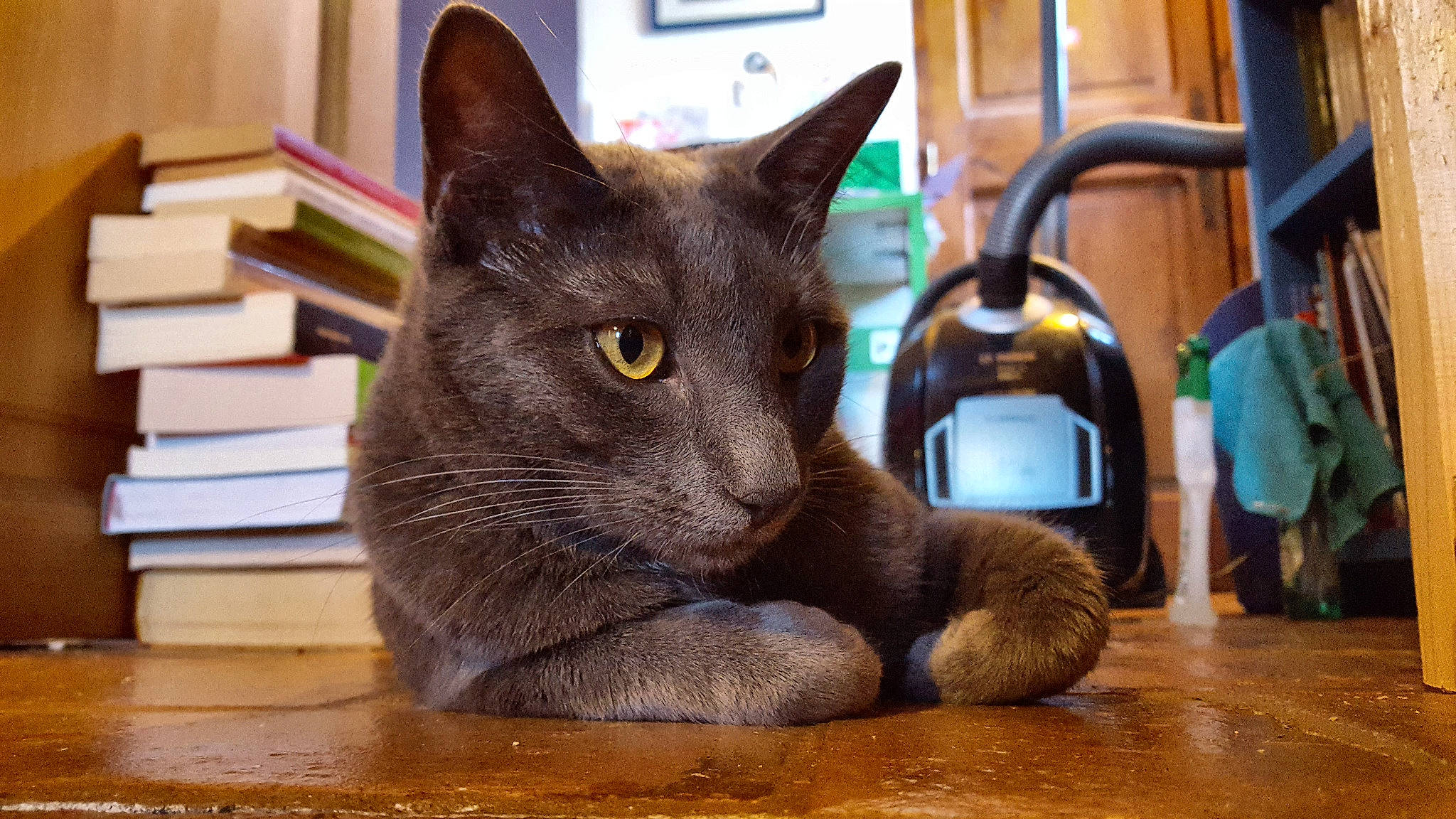 Cartouche a rejoint le concours — aidez-le/la à gagner de superbes lots ! asian, burmese, carnivore, cat, chartreux, domestic_short_haired_cat, felidae, floor, flooring, havana_brown, korat, mammal, nebelung, russian_blue, small_to_medium_sized_cats, snout, tonkinese, vertebrate, whiskers, wood