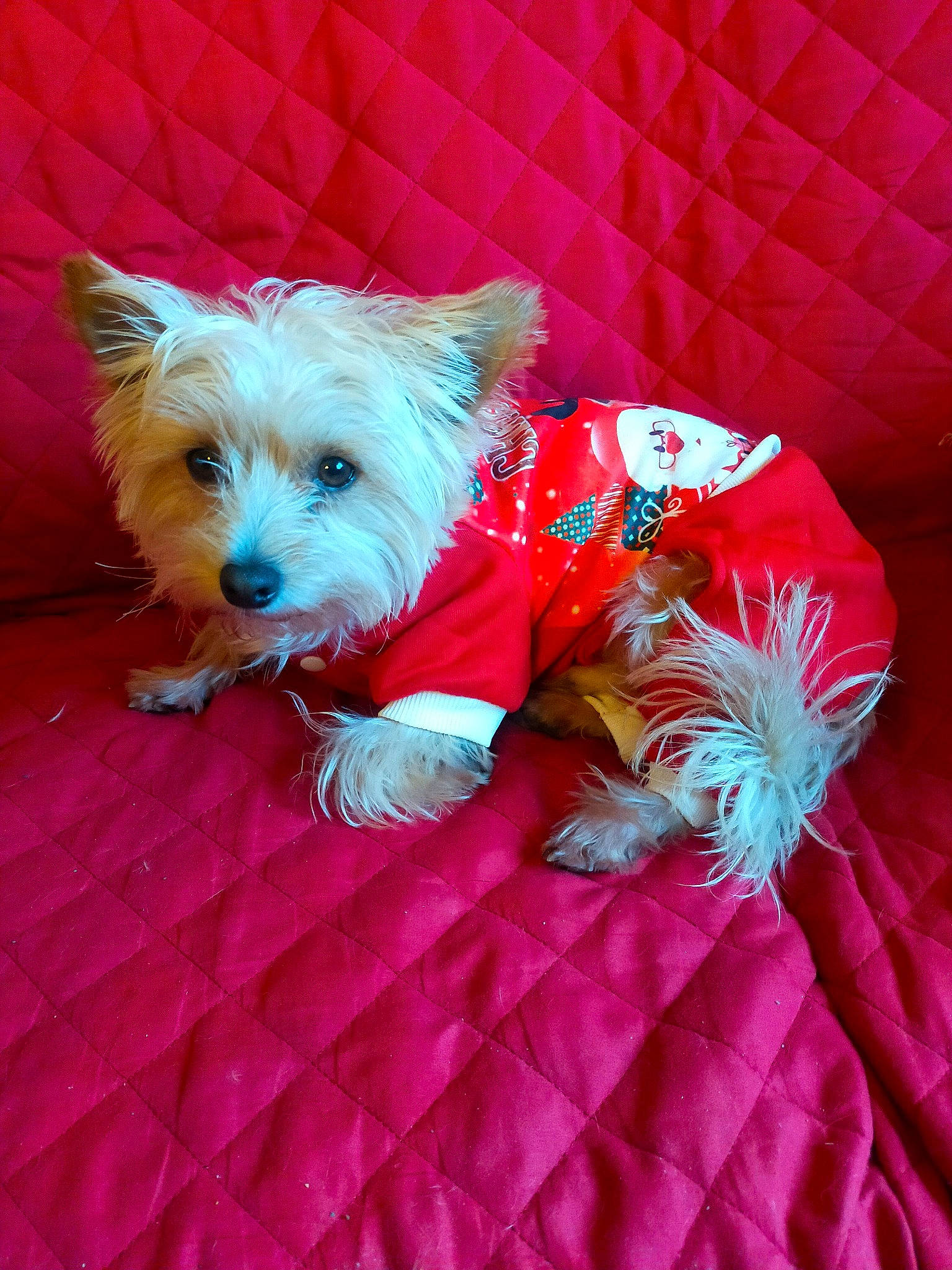 Pedro participe au concours pour gagner de l'argent avec cette photo : canidae, carnivore, collar, companion_dog, dog, dog_breed, dog_clothes, dog_collar, dog_supply, electric_blue, fur, pet_supply, pink, small_terrier, snout, sporting_group, terrier, toy, toy_dog, working_animal