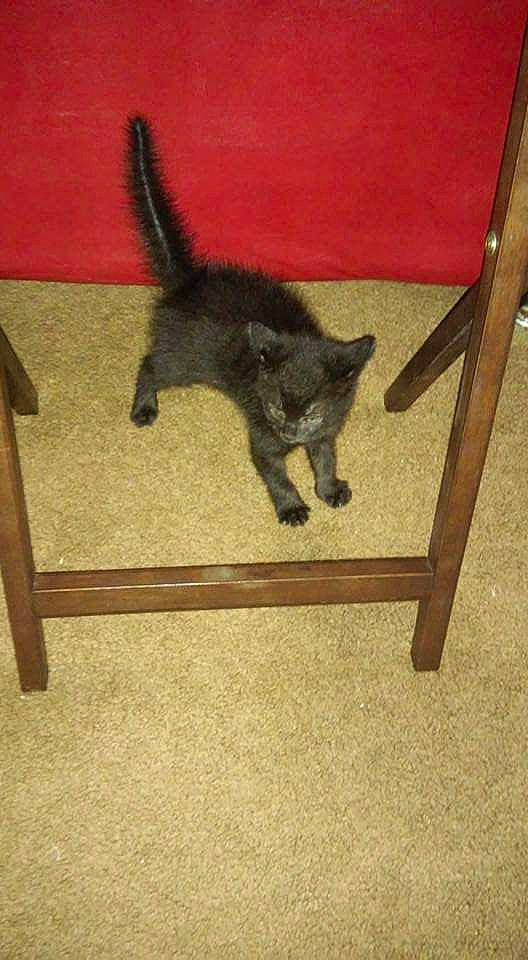 Hallows Eve joined the competition — help win amazing prizes! canidae, carnivore, cat, dog_breed, domestic_short_haired_cat, fawn, felidae, flooring, fur, hardwood, shadow, small_to_medium_sized_cats, sporting_group, tail, terrestrial_animal, wood, working_animal