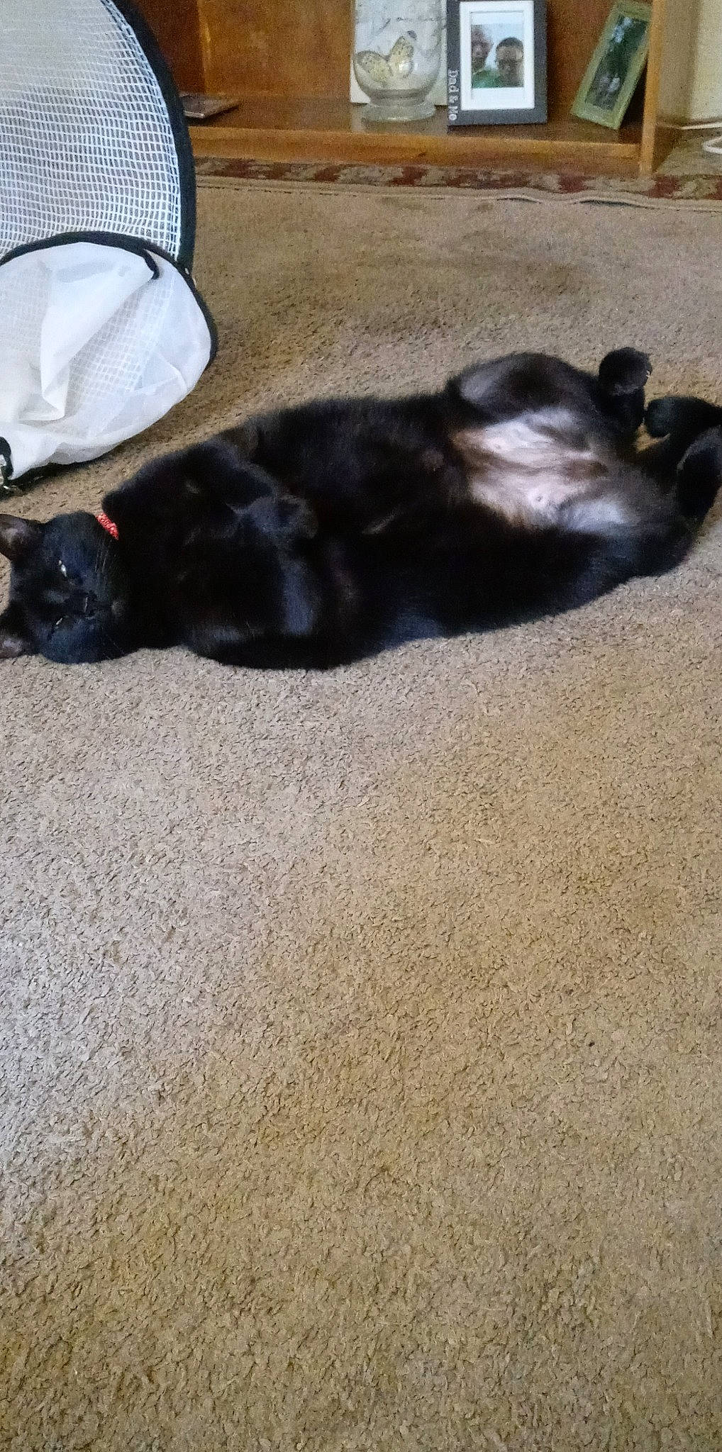 Hallows Eve is registered to the contest to win money with this photo: black_cat, canidae, carnivore, comfort, companion_dog, dog, dog_breed, felidae, flooring, fur, mammal, small_to_medium_sized_cats, snout, sporting_group, tail, terrestrial_animal, tints_and_shades, vertebrate, wood, working_animal