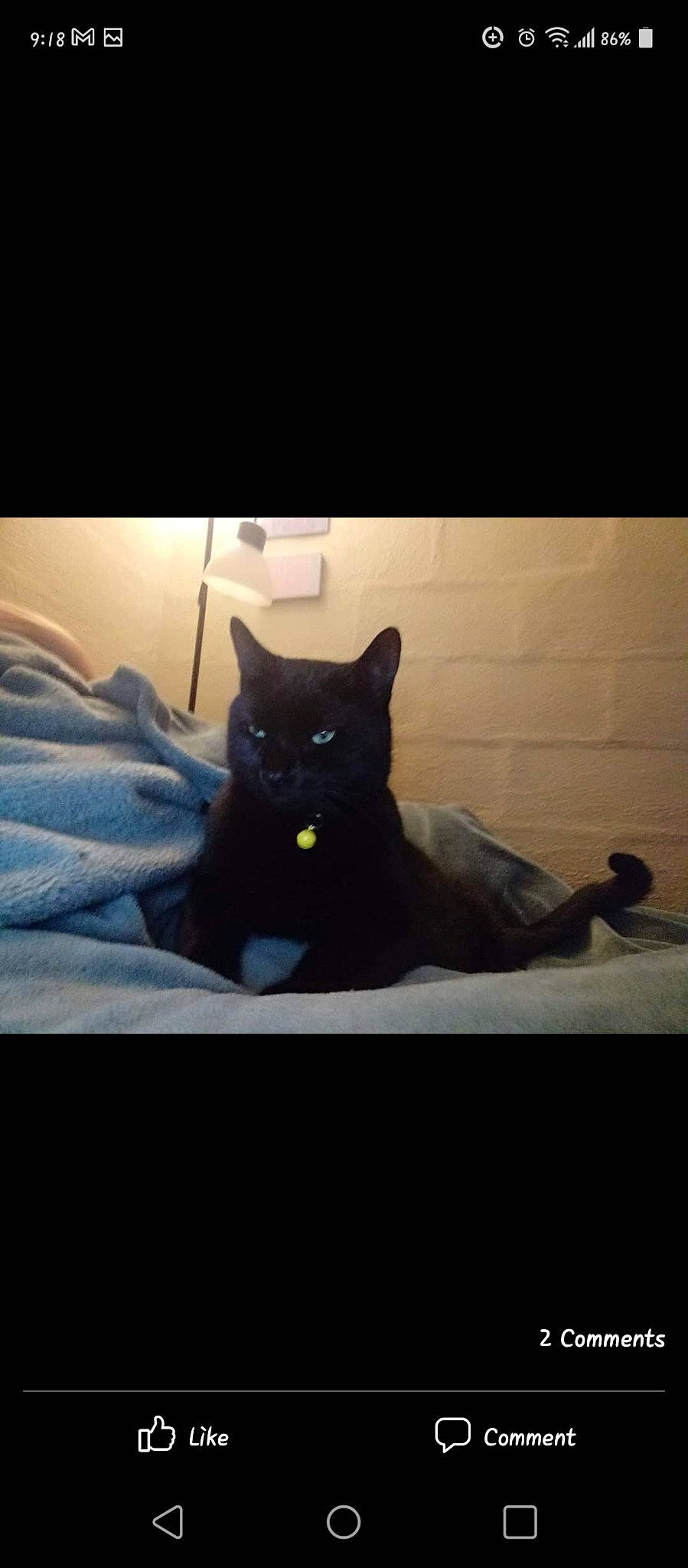 Hallows Eve joined the competition — help win amazing prizes! bedding, black_cat, carnivore, cat, cloud, comfort, domestic_short_haired_cat, electric_blue, felidae, fur, grey, linens, room, sky, small_to_medium_sized_cats, snout, square, tail, tints_and_shades, whiskers