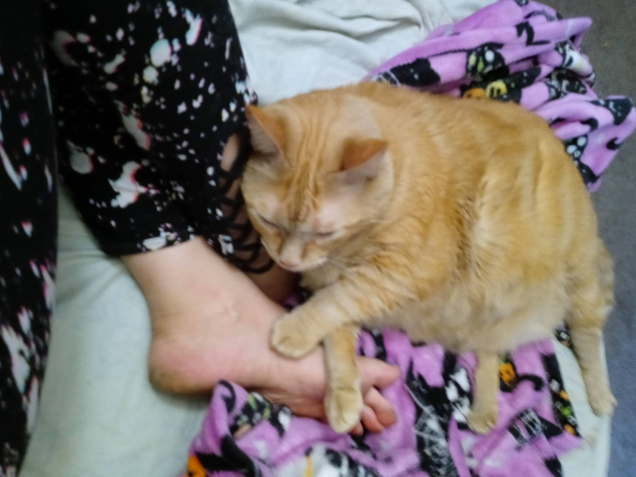 Winnie Mae is registered to the contest to win money with this photo: canidae, carnivore, cat, claw, comfort, domestic_short_haired_cat, fawn, felidae, fur, gesture, nail, nap, pattern, paw, small_to_medium_sized_cats, snout, tail, textile, whiskers