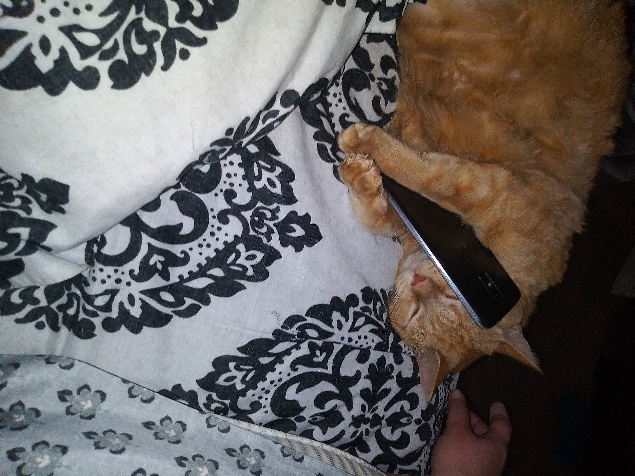 Winnie Mae is registered to the contest to win money with this photo: bag, comfort, companion_dog, day_dress, embellishment, fashion_accessory, felidae, fur, human_leg, linens, mammal, motif, nail, pattern, room, sleeve, tail, vertebrate, whiskers, wrist