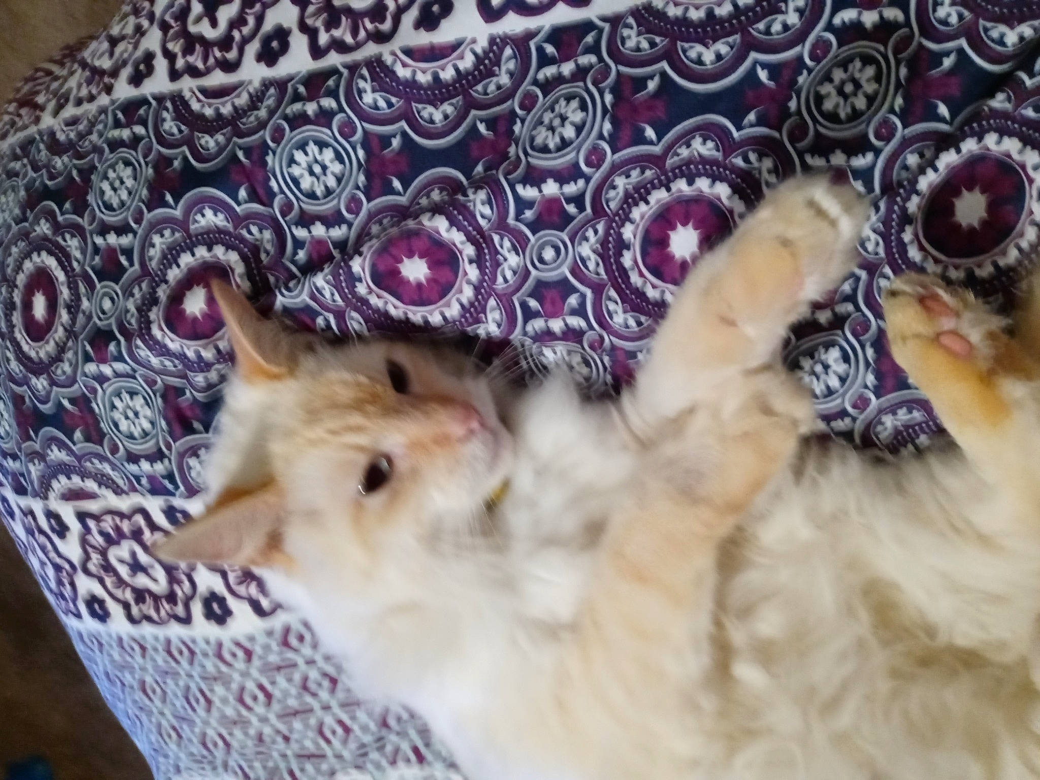 Stuart Leviticus is registered to the contest to win money with this photo: art, canidae, carnivore, cat, companion_dog, dog_breed, fawn, feather, felidae, fur, linens, magenta, pattern, paw, small_to_medium_sized_cats, snout, tail, textile, whiskers, wool