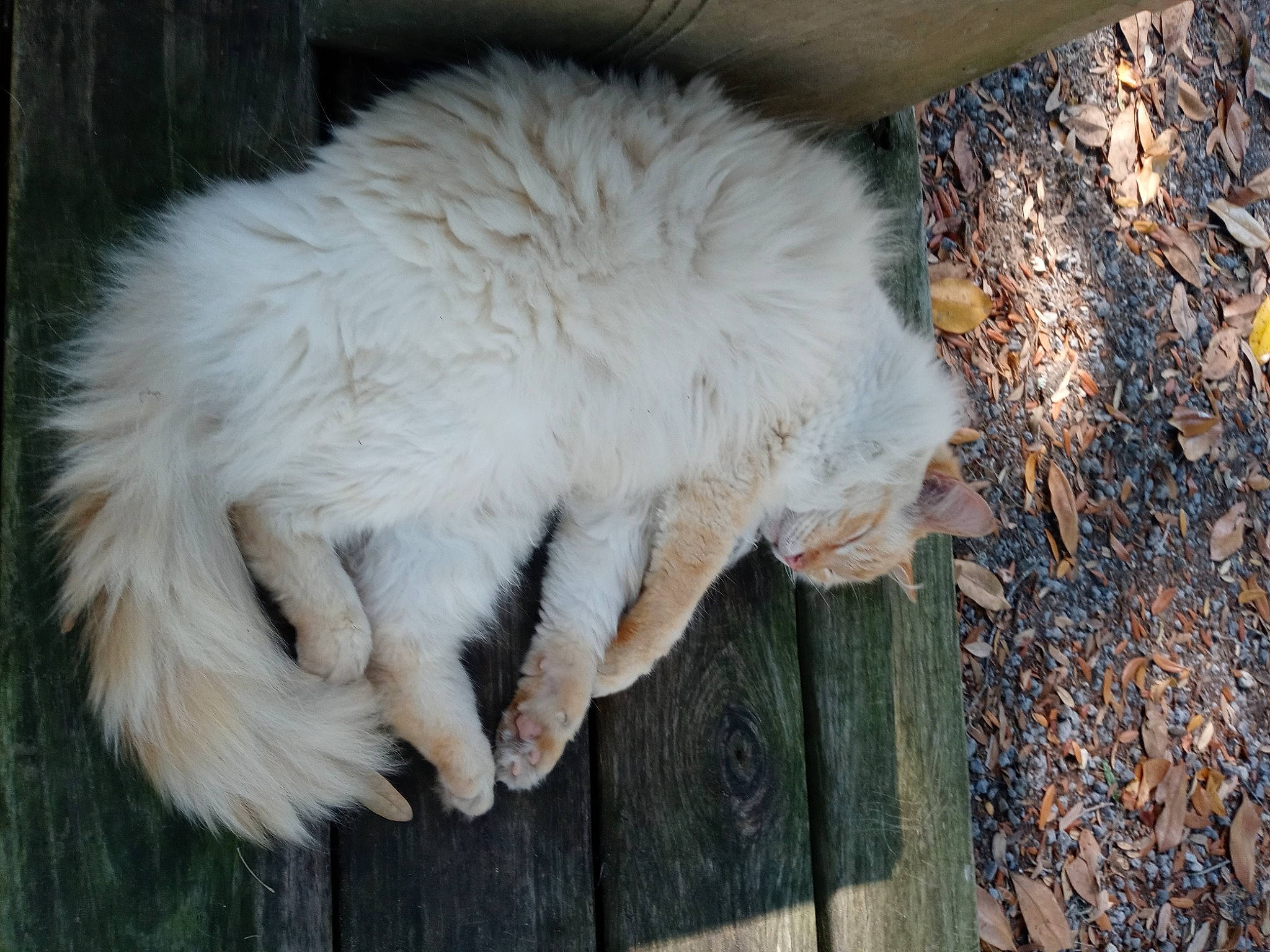 Stuart Leviticus is registered to the contest to win money with this photo: cat, claw, felidae, fur, natural_material, small_to_medium_sized_cats, snout, tail, terrestrial_animal, whiskers, wood