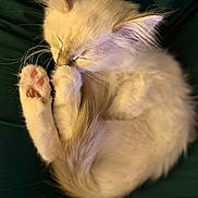 Baïda participe au concours pour gagner de l'argent avec cette photo : cat, closed_eyes, closeup, cozy, cream_colored, curled_up, dark_background, feline, fluffy, green_fabric, kitten, long_hair, nap, paw, pet, pink_paw_pads, relaxed, sleeping, toe_beans, whiskers