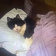 Lilly Mae joined the competition — help win amazing prizes! cat, black_and_white, sleeping, pillow, blanket, bed, cozy, indoor, pet, feline, resting, soft, fur, relaxed, comfort, domestic_animal, cute, animal, quiet, napping