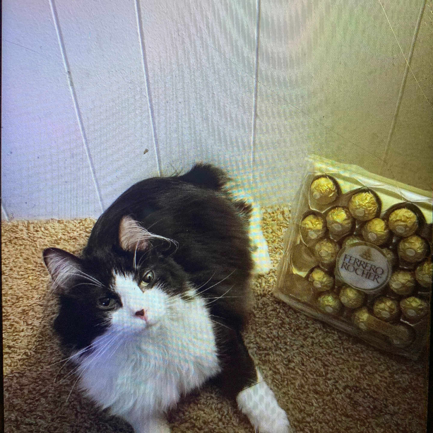 Lilly Mae is registered to the contest to win money with this photo: cat, black_and_white, fluffy, carpet, floor, indoor, pet, feline, box, chocolates, ferrero_rocher, packaging, curious, relaxed, whiskers, ears, paws, domestic_animal, cute, companion