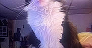 Lilly Mae is registered to the contest to win money with this photo: cat, black_and_white, fluffy, pet, indoor, person, face, lap, curious, whiskers, feline, domestic, fur, seated, room, ceiling, human_hand, looking, animal, companion