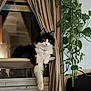 Lily Mae joined the competition — help win amazing prizes! cat, black_and_white, window, curtains, plant, indoor, pet, feline, relaxed, perch, dangling_paw, striped_curtains, green_leaves, home, cozy, animal, domestic, fluffy, portrait, resting